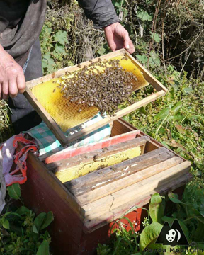 bee3